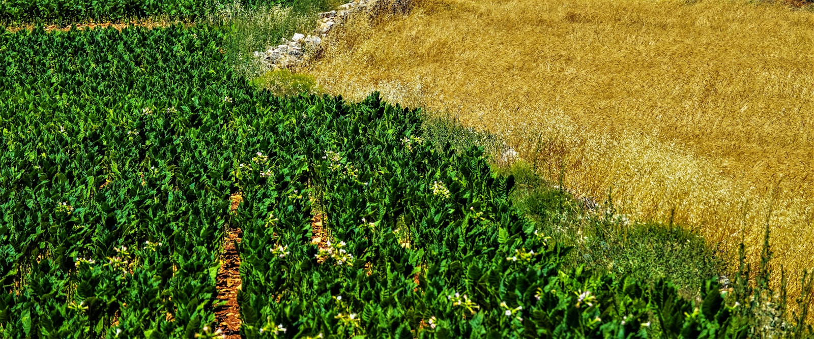 Hands that work the land